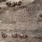 Lecanora cadubriae