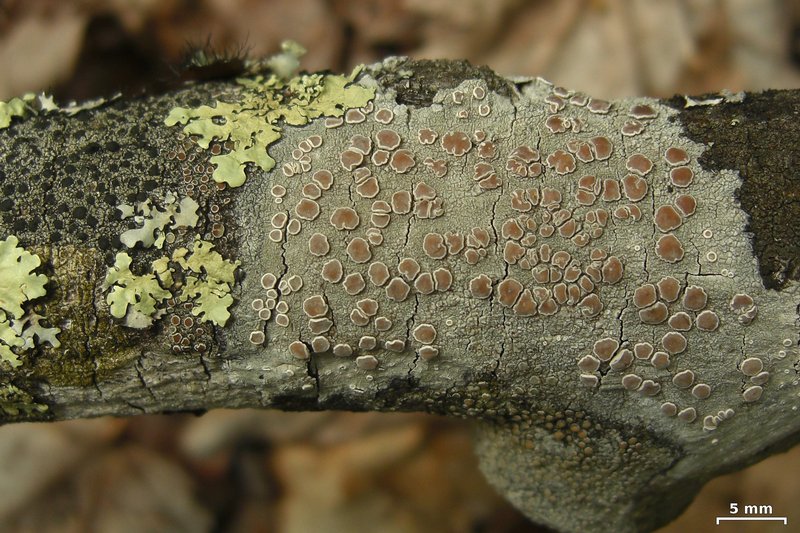 Lecanora caesiorubella ssp. caesiorubella