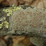 Lecanora caesiorubella ssp. caesiorubella