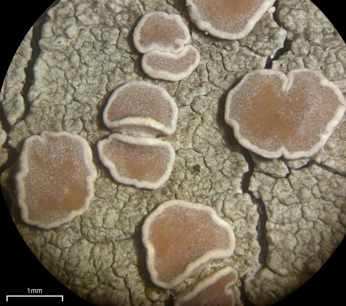 Lecanora caesiorubella ssp. caesiorubella