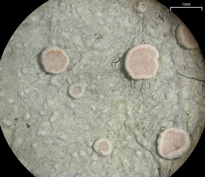 Lecanora caesiorubella ssp. caesiorubella