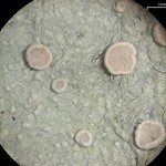 Lecanora caesiorubella ssp. caesiorubella