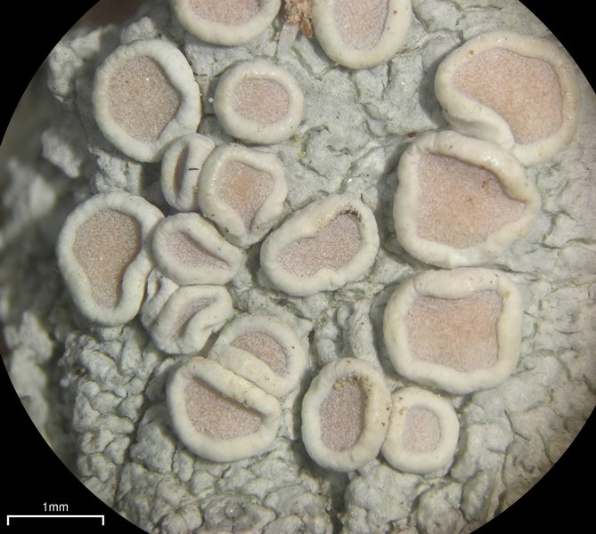 Lecanora caesiorubella ssp. caesiorubella