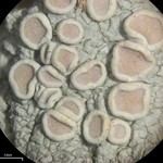 Lecanora caesiorubella ssp. caesiorubella