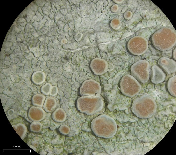 Lecanora caesiorubella ssp. caesiorubella