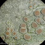 Lecanora caesiorubella ssp. caesiorubella