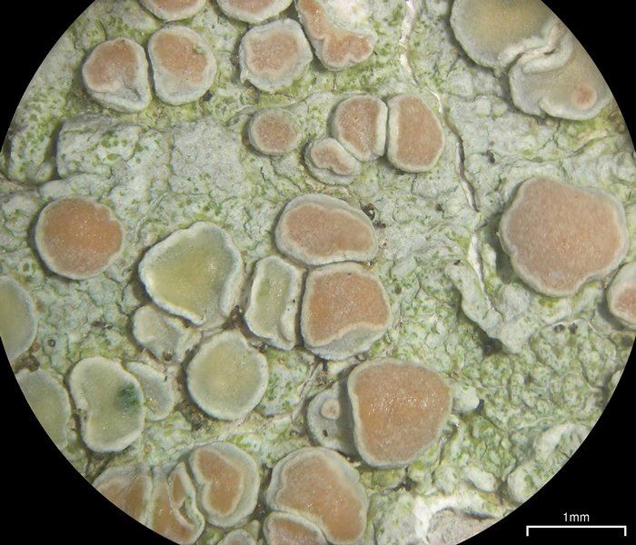 Lecanora caesiorubella ssp. caesiorubella