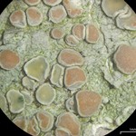 Lecanora caesiorubella ssp. caesiorubella