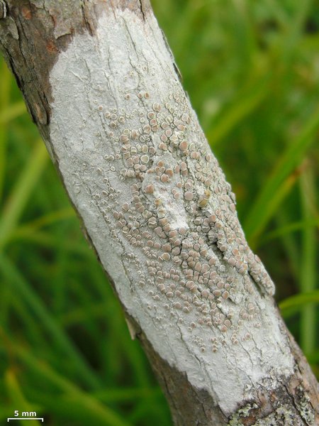 Lecanora caesiorubella ssp. caesiorubella