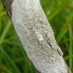 Lecanora caesiorubella ssp. caesiorubella