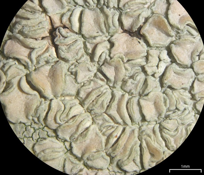 Lecanora caesiorubella ssp. caesiorubella