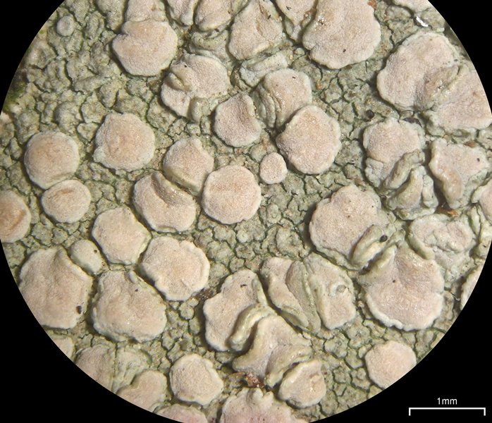 Lecanora caesiorubella ssp. caesiorubella