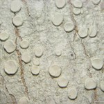 Lecanora caesiorubella ssp. glaucomodes