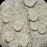 Lecanora caesiorubella ssp. glaucomodes