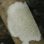 Lecanora caesiorubella ssp. glaucomodes