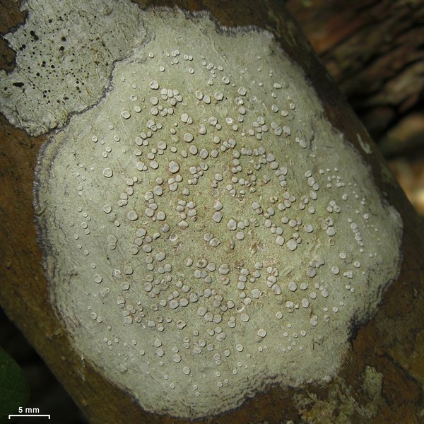 Lecanora caesiorubella ssp. glaucomodes