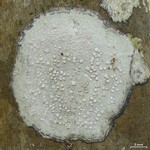 Lecanora caesiorubella ssp. glaucomodes