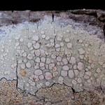 Lecanora caesiorubella ssp. glaucomodes