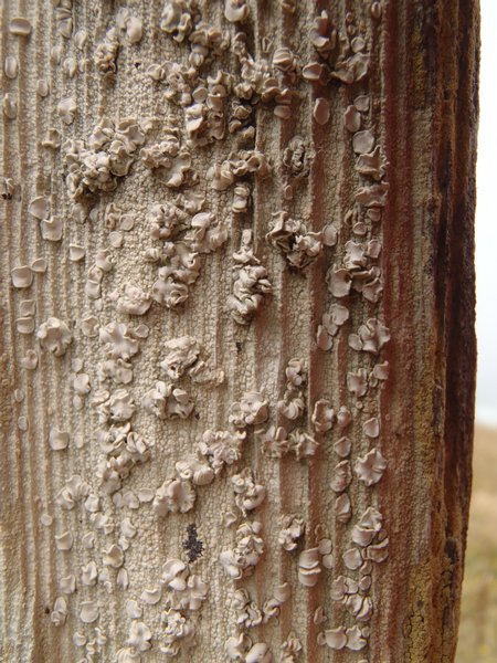 Lecanora caesiorubella ssp. merrillii