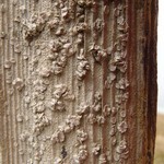 Lecanora caesiorubella ssp. merrillii