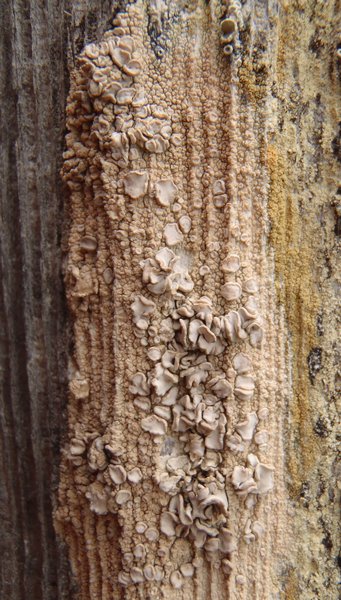 Lecanora caesiorubella ssp. merrillii