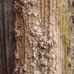 Lecanora caesiorubella ssp. merrillii