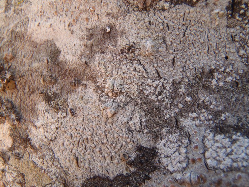 Lecanora caesiorubella ssp. saximontana