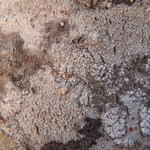 Lecanora caesiorubella ssp. saximontana
