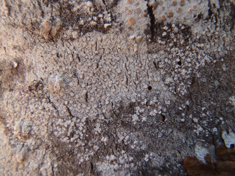 Lecanora caesiorubella ssp. saximontana