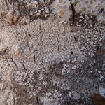 Lecanora caesiorubella ssp. saximontana