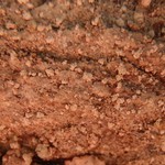 Lecanora caesiosora