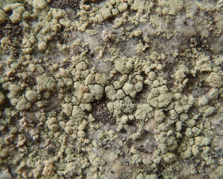 Lecanora caesiosora