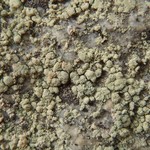 Lecanora caesiosora