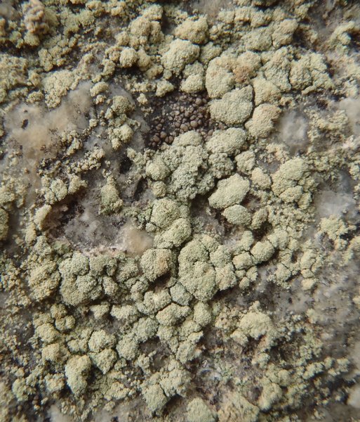 Lecanora caesiosora