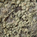 Lecanora caesiosora