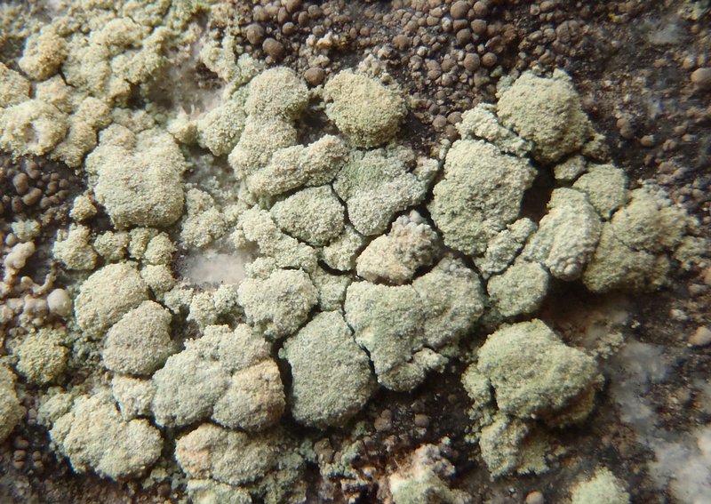 Lecanora caesiosora