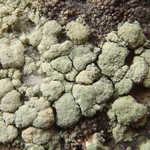Lecanora caesiosora