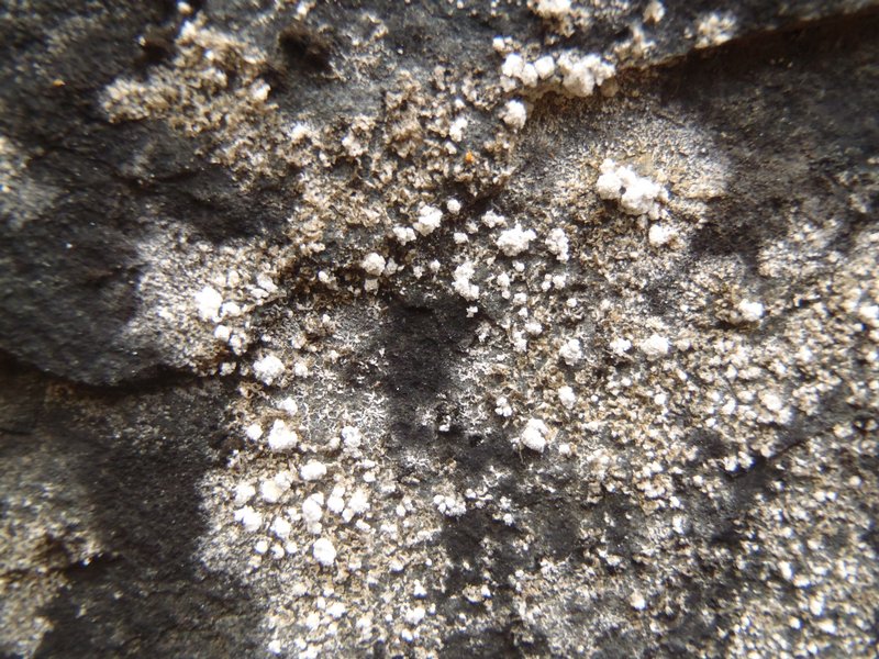 Lecanora caesiosora