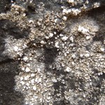 Lecanora caesiosora
