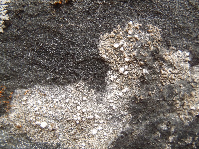 Lecanora caesiosora