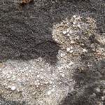 Lecanora caesiosora