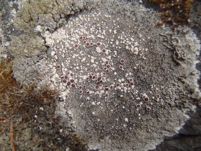 Lecanora campestris ssp. dolomitica