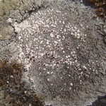 Lecanora campestris ssp. dolomitica