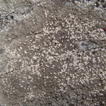 Lecanora campestris ssp. dolomitica