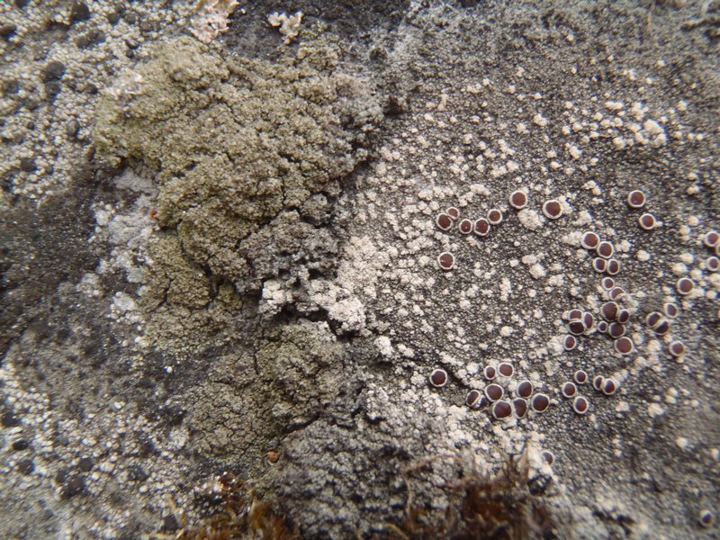 Lecanora campestris ssp. dolomitica