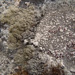 Lecanora campestris ssp. dolomitica