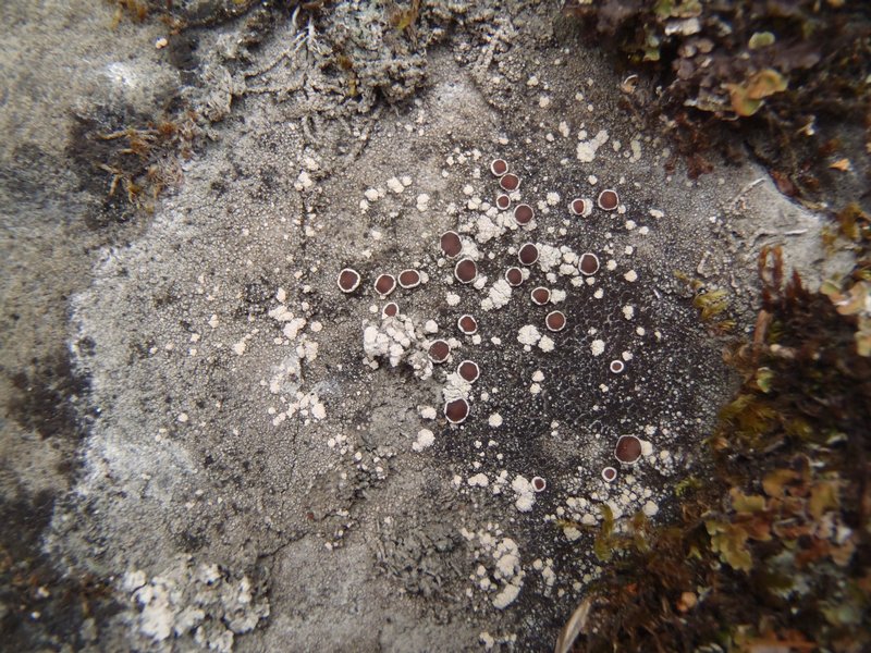 Lecanora campestris ssp. dolomitica