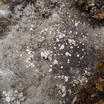 Lecanora campestris ssp. dolomitica