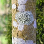 Lecanora carpinea