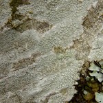 Lecanora carpinea